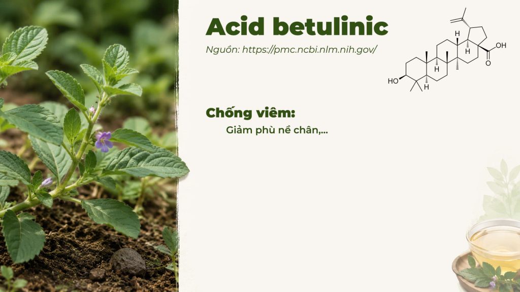 Thành phần hoá học Dược liệu cam thảo đất