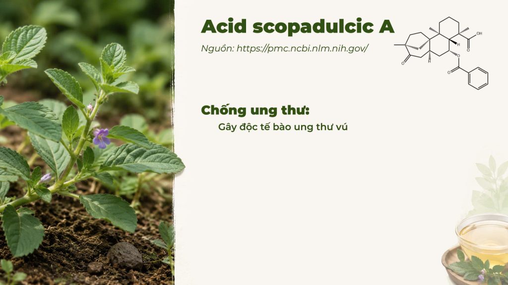 Thành phần hoá học Dược liệu cam thảo đất
