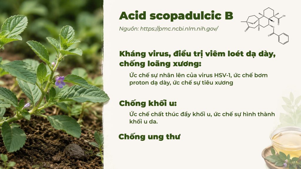 Thành phần hoá học Dược liệu cam thảo đất