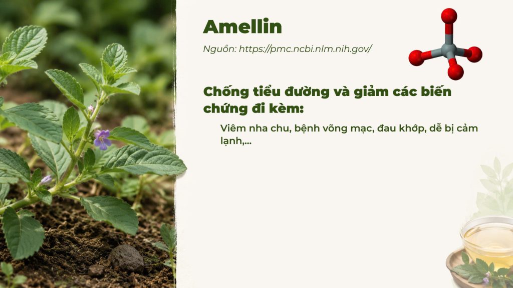 Thành phần hoá học Dược liệu cam thảo đất