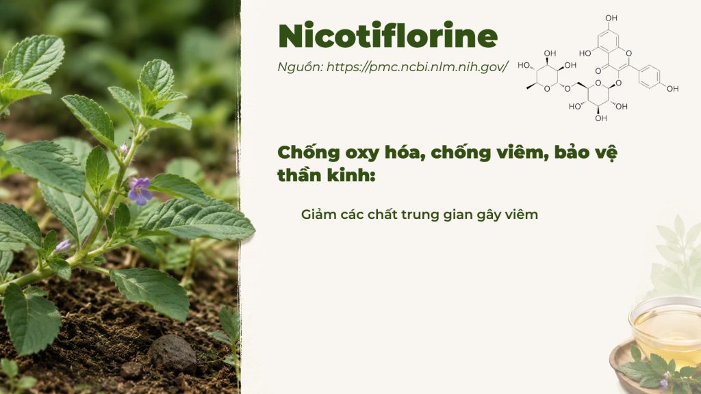 Thành phần hoá học Dược liệu cam thảo đất