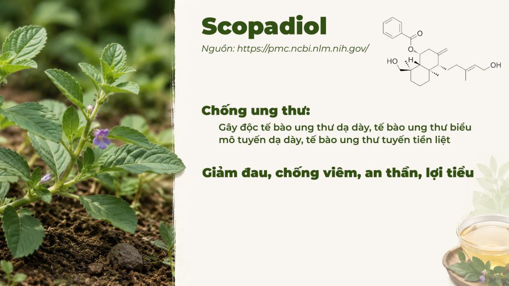 Thành phần hoá học Dược liệu cam thảo đất