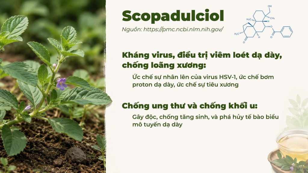 Thành phần hoá học Dược liệu cam thảo đất