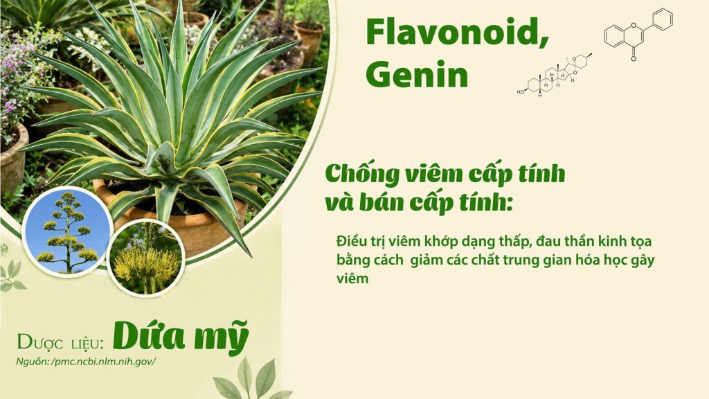 Thành phần hoá học Dược liệu dứa mỹ