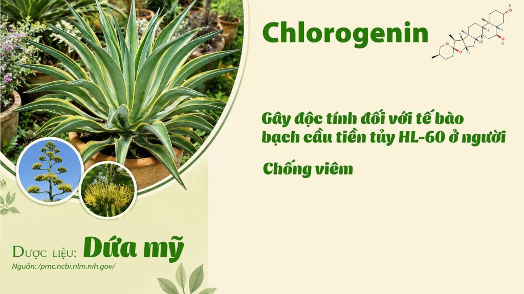 Thành phần hoá học Dược liệu dứa mỹ