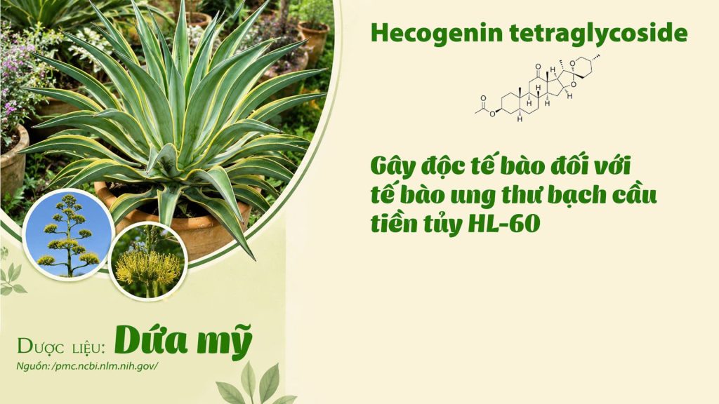 Thành phần hoá học Dược liệu dứa mỹ