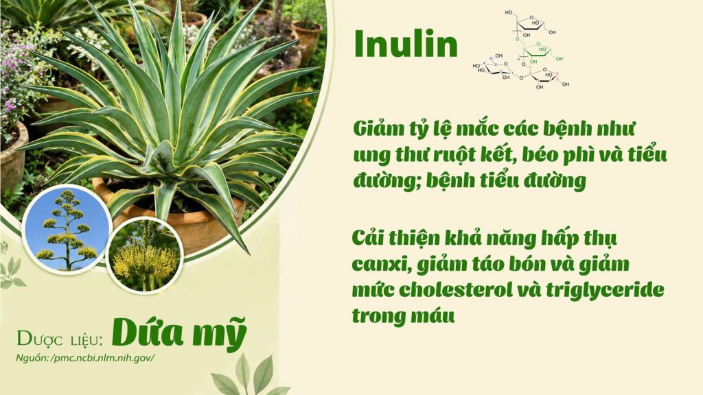 Thành phần hoá học Dược liệu dứa mỹ