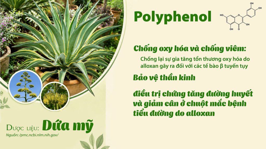Thành phần hoá học Dược liệu dứa mỹ