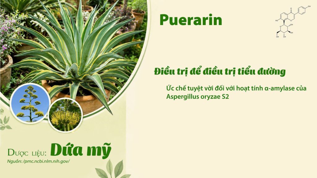 Thành phần hoá học Dược liệu dứa mỹ