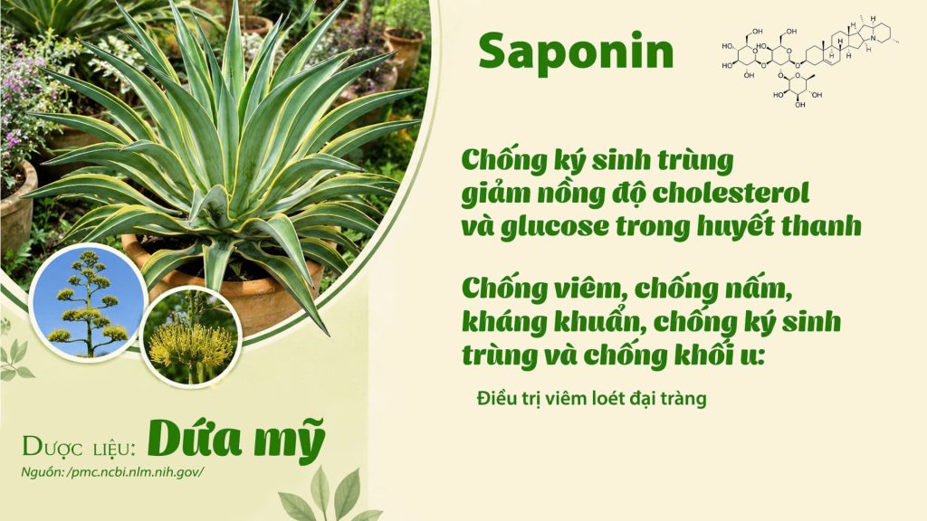 Thành phần hoá học Dược liệu dứa mỹ