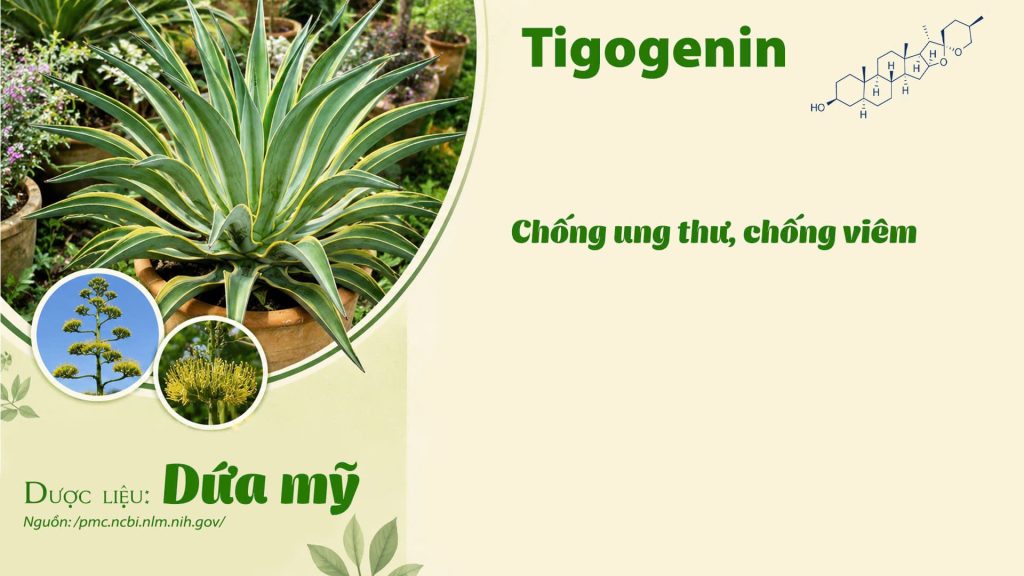 Thành phần hoá học Dược liệu dứa mỹ