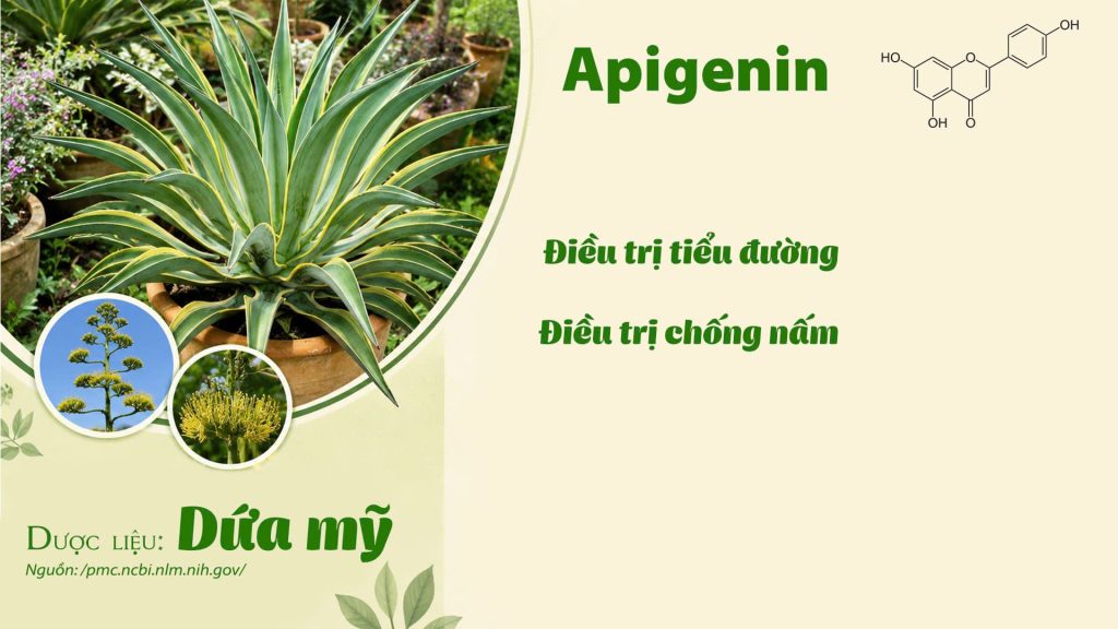 Thành phần hoá học Dược liệu dứa mỹ
