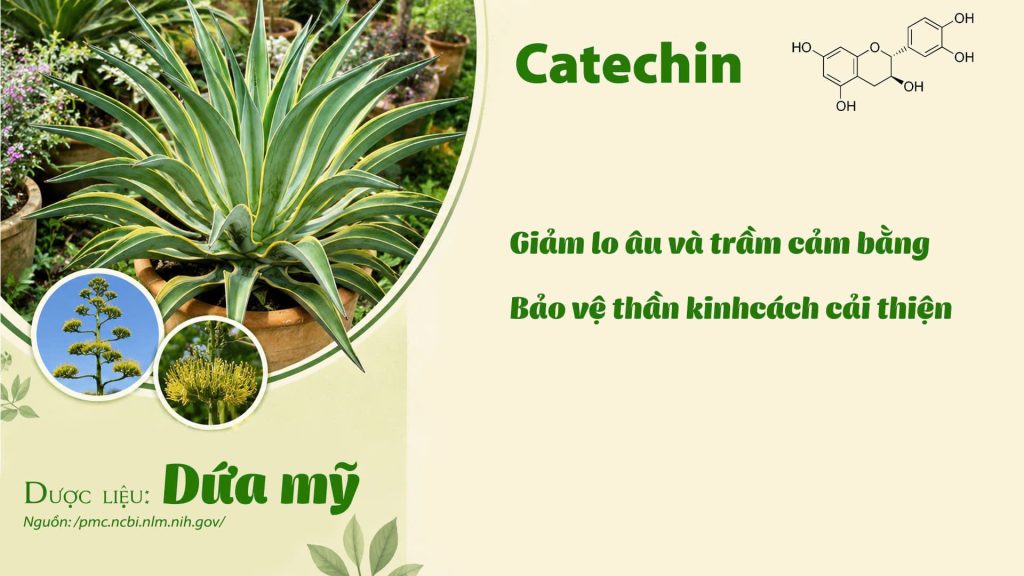 Thành phần hoá học Dược liệu dứa mỹ