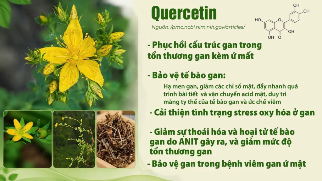 Thành phần hoá học dược liệu Ban 