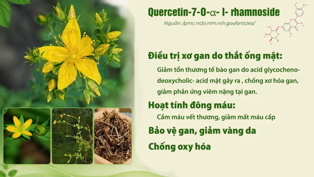 Thành phần hoá học dược liệu Ban 