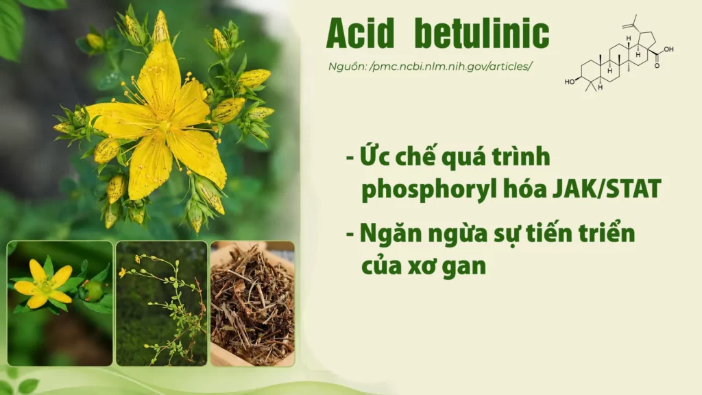 Thành phần hoá học dược liệu Ban 