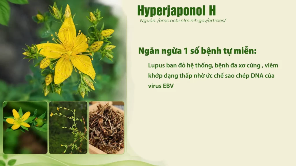 Thành phần hoá học dược liệu Ban 