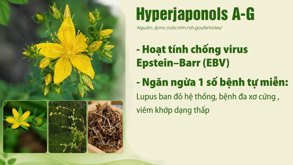Thành phần hoá học dược liệu Ban 