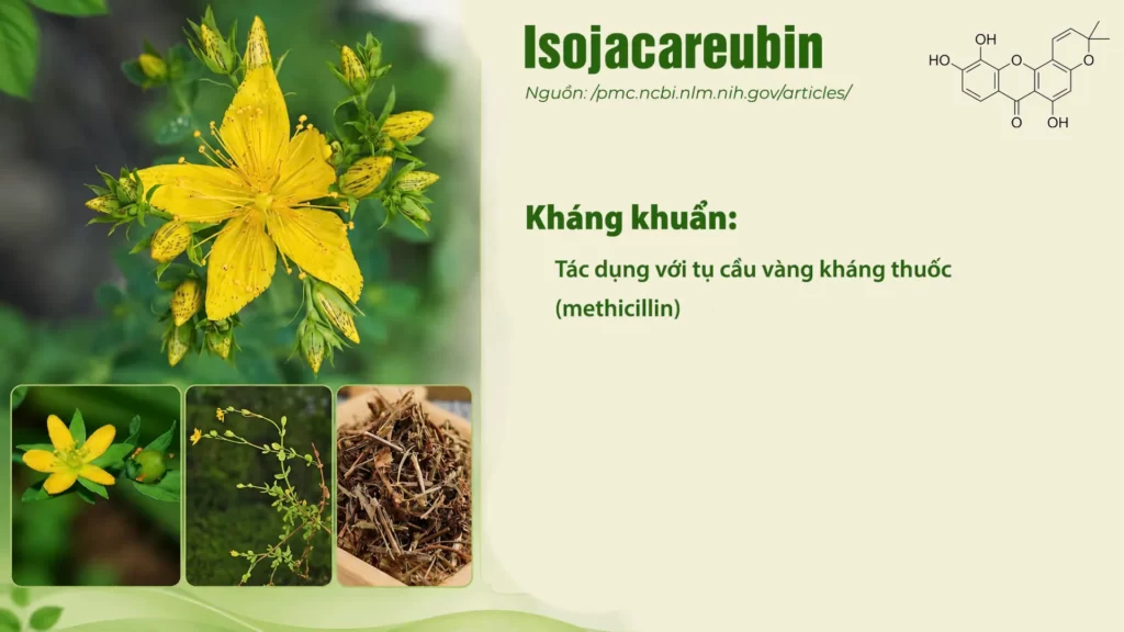Thành phần hoá học dược liệu Ban 