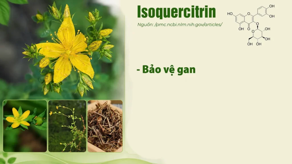 Thành phần hoá học dược liệu Ban 