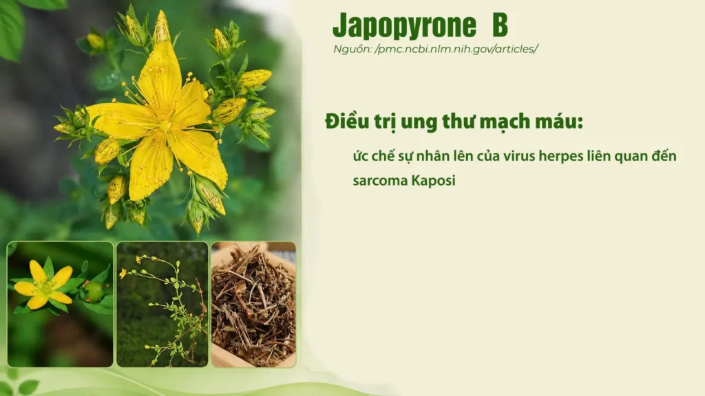 Thành phần hoá học dược liệu Ban 