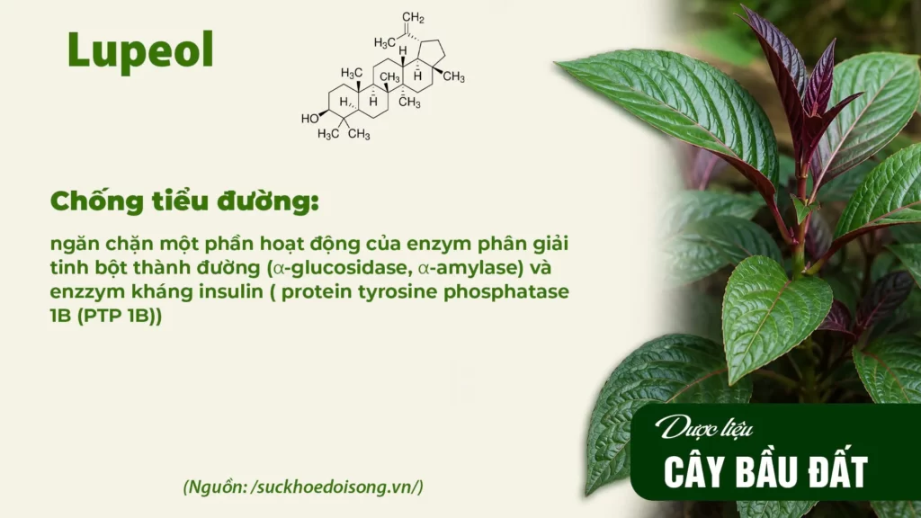 Thành phần hoá học dược liệu bầu đất