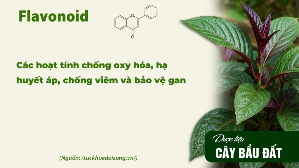 Thành phần hoá học dược liệu bầu đất