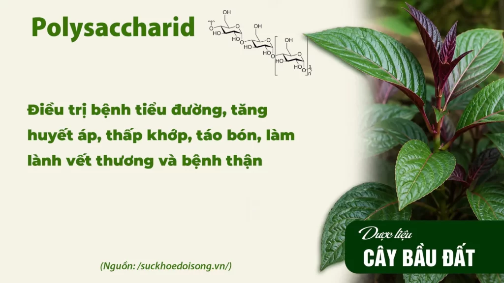 Thành phần hoá học dược liệu bầu đất