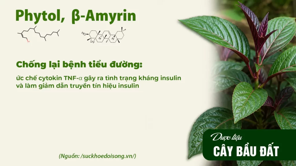 Thành phần hoá học dược liệu bầu đất