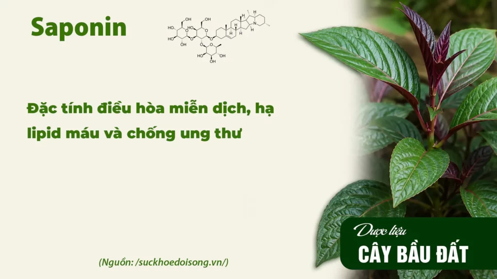 Thành phần hoá học dược liệu bầu đất