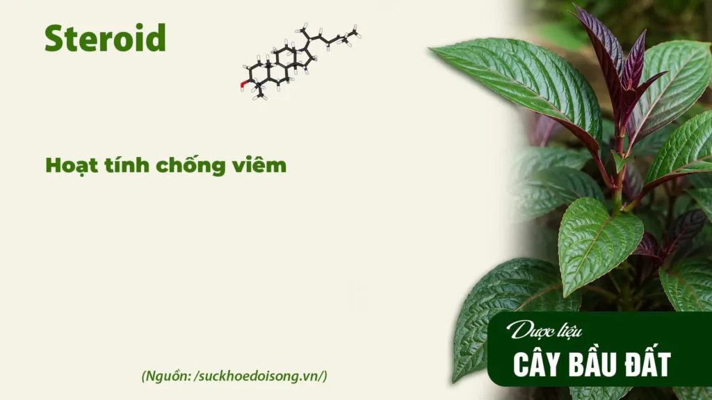 Thành phần hoá học dược liệu bầu đất