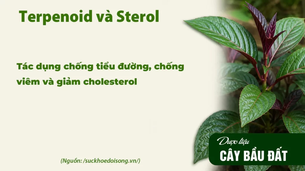 Thành phần hoá học dược liệu bầu đất