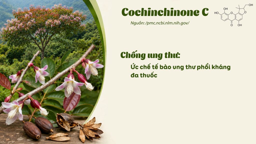 Thành phần hoá học dược liệu thành ngạnh 