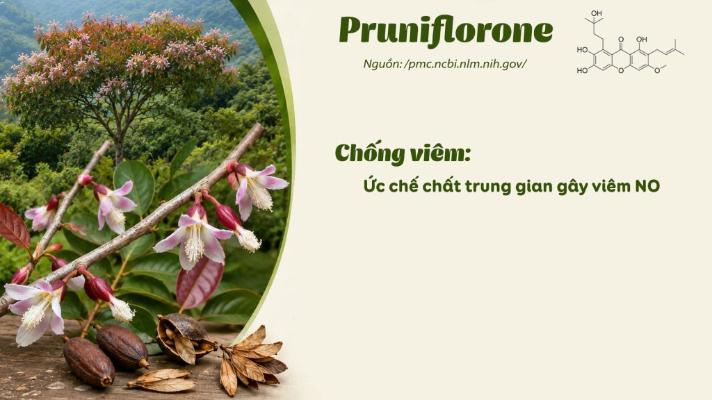 Thành phần hoá học dược liệu thành ngạnh 