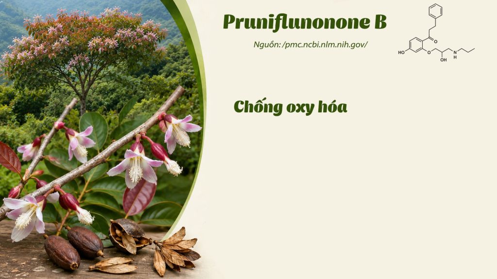 Thành phần hoá học dược liệu thành ngạnh