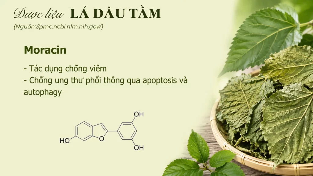 Thành phần hoá học lá dâu tằm
