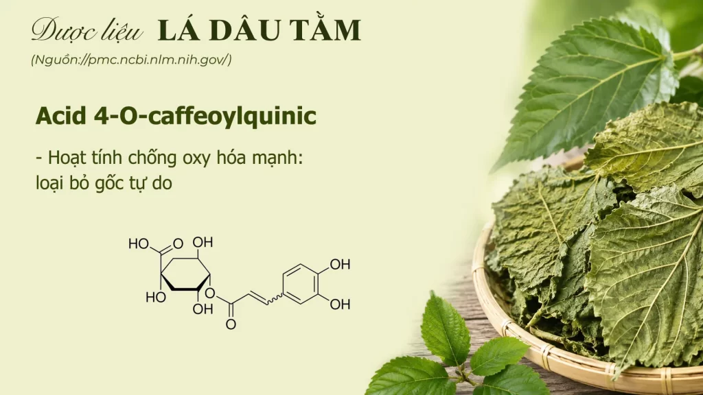 Thành phần hoá học lá dâu tằm