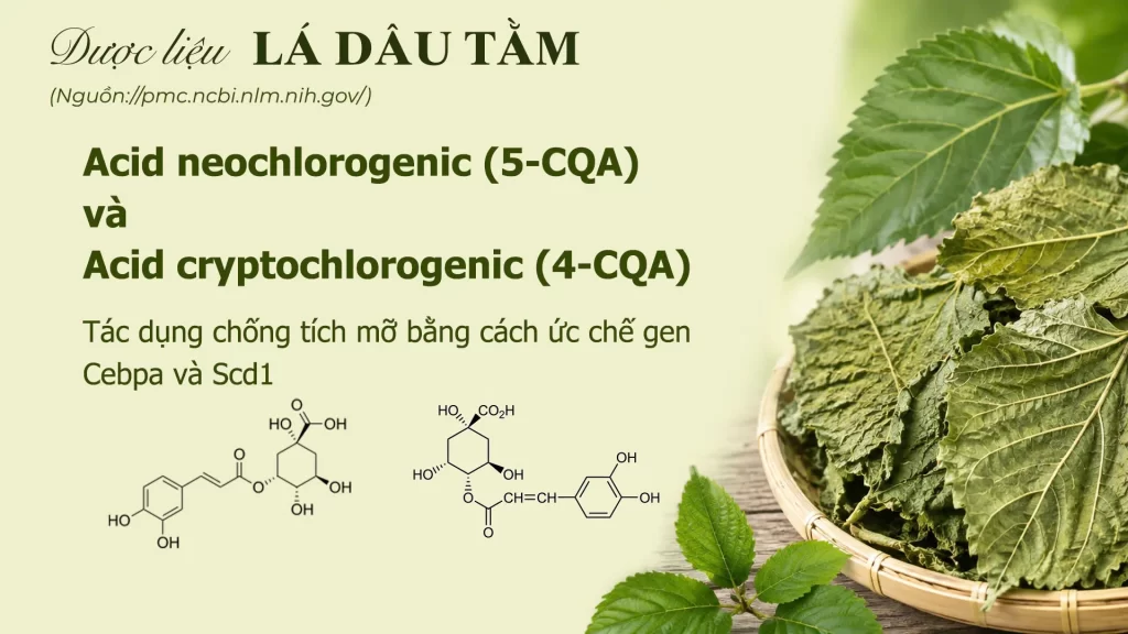 Thành phần hoá học lá dâu tằm