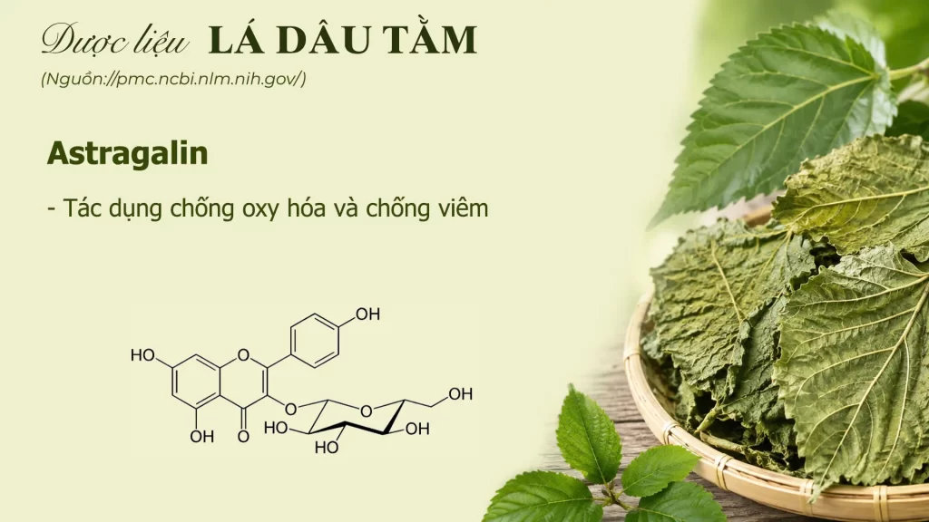 Thành phần hoá học lá dâu tằm