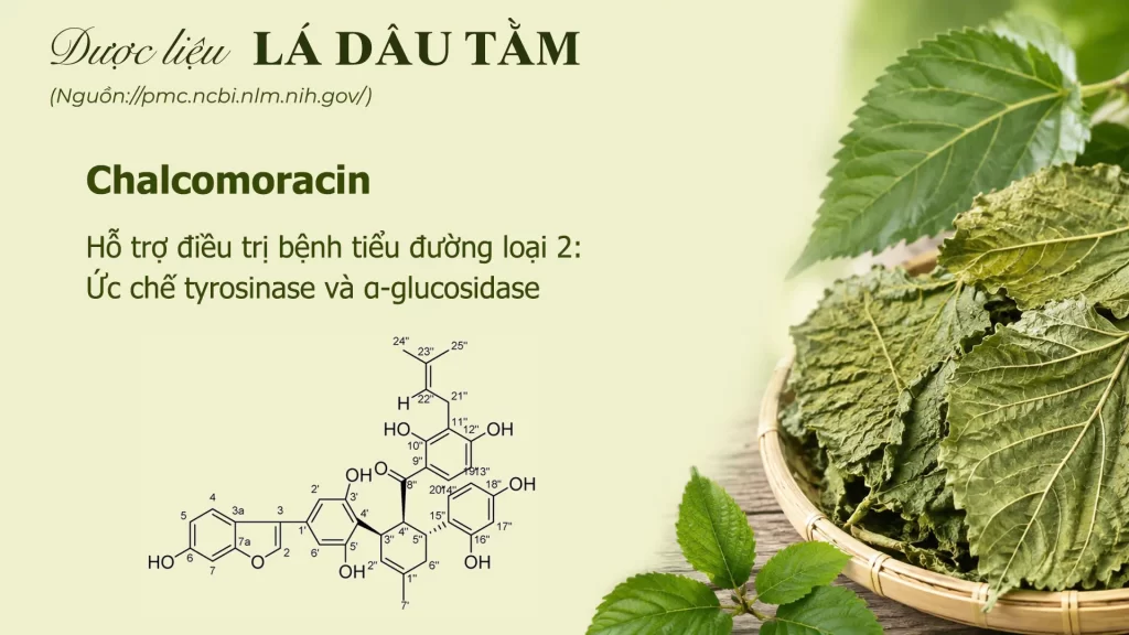 Thành phần hoá học lá dâu tằm