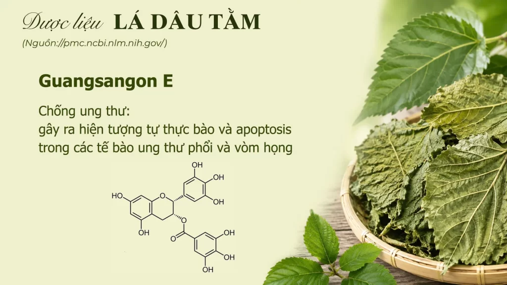 Thành phần hoá học lá dâu tằm