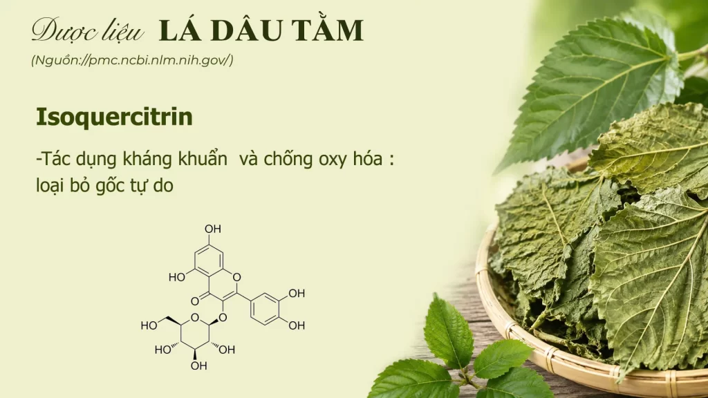 Thành phần hoá học lá dâu tằm