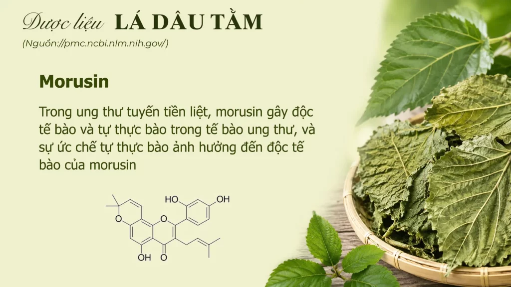 Thành phần hoá học lá dâu tằm