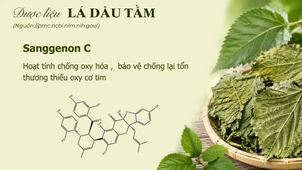 Thành phần hoá học lá dâu tằm