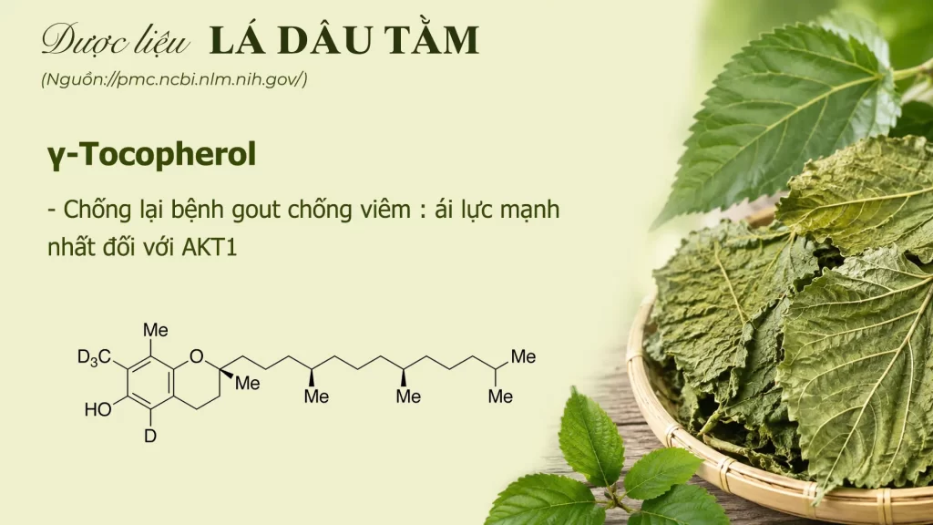 Thành phần hoá học lá dâu tằm