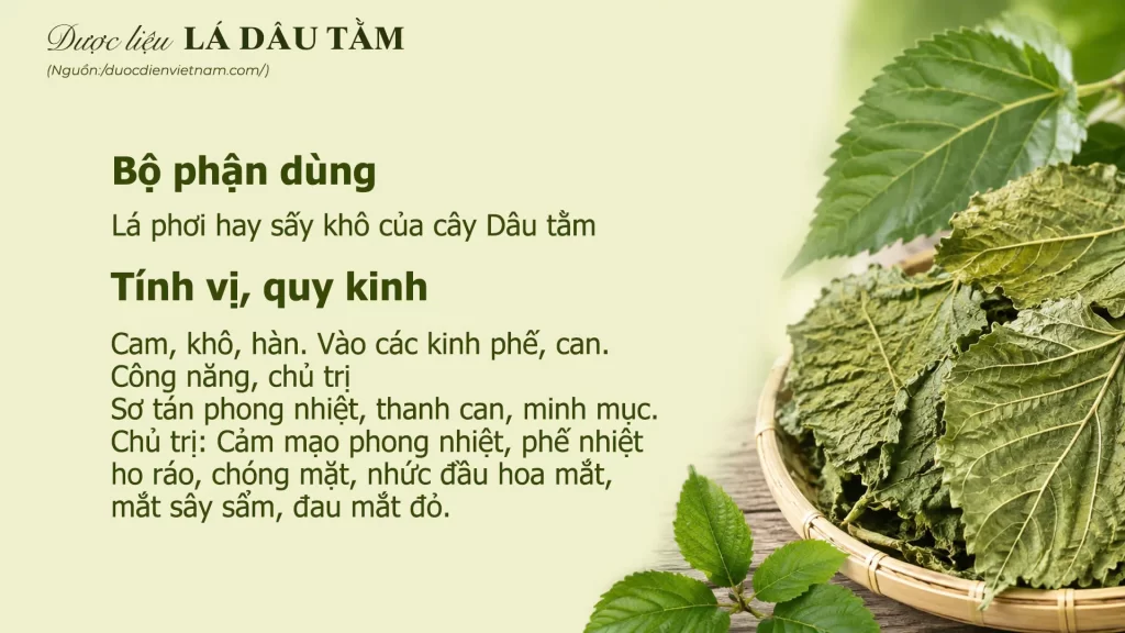 lá dâu tằm