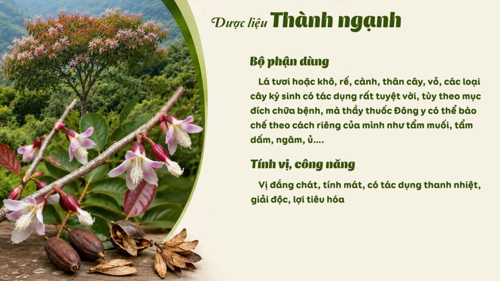 tính vị công năng của dược liệu thành ngạnh 