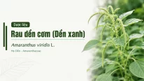 Dược liệu Rau dền cơm