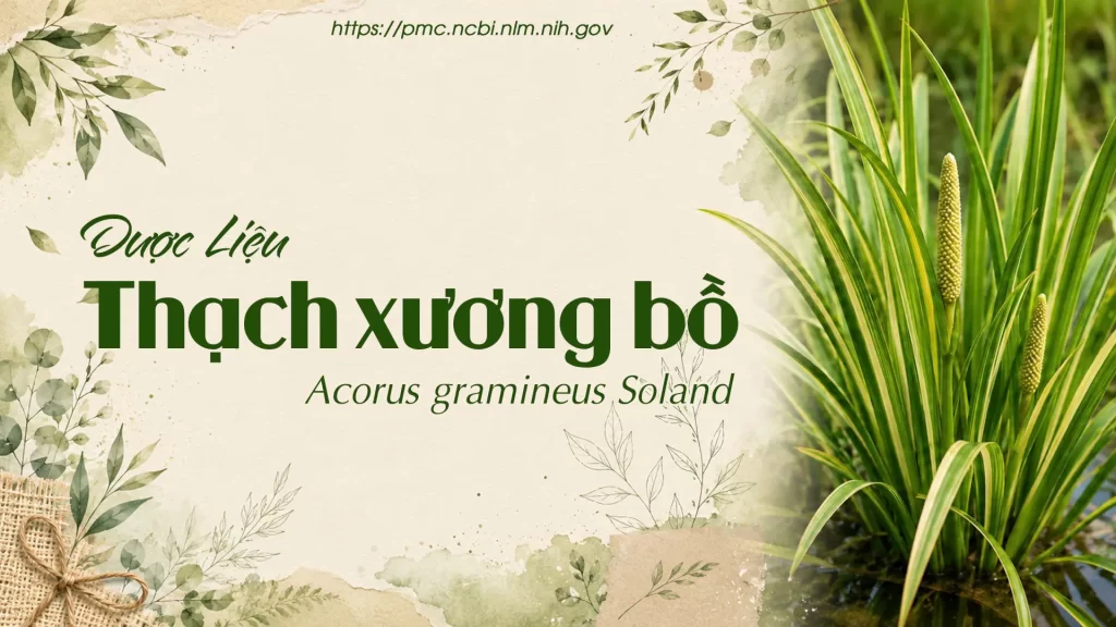 Dược liệu Thạch xương bồ