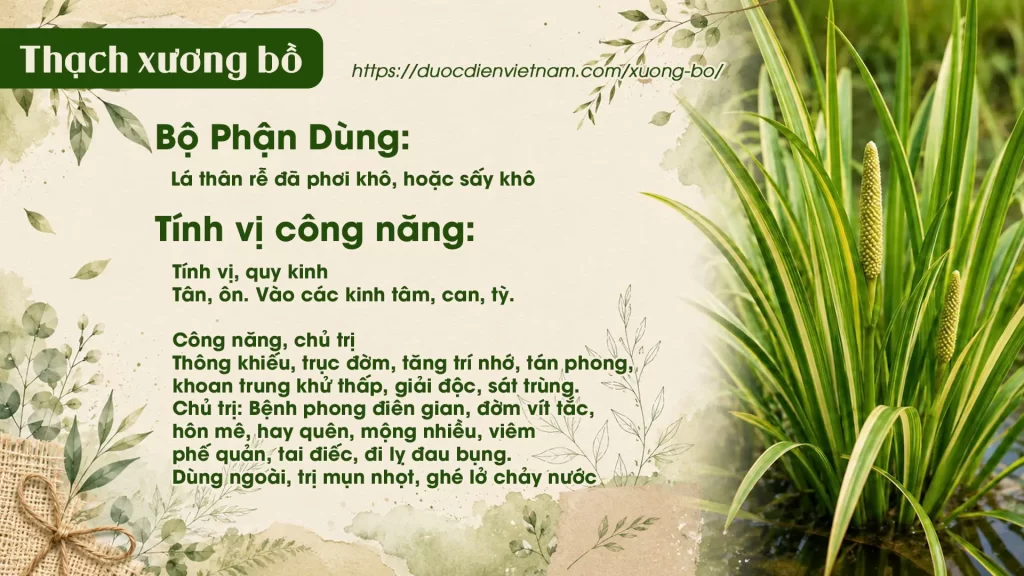 Dược liệu Thạch xương bồ 